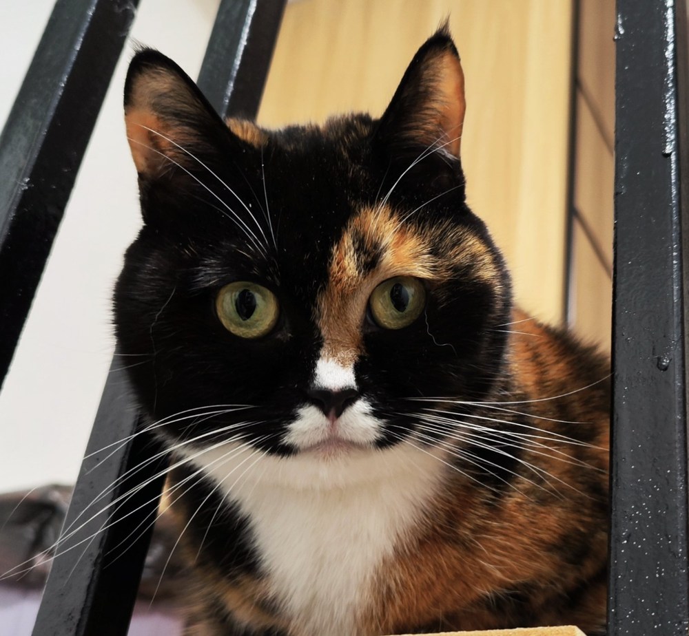 猫咪照片 1